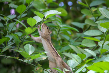 A cute little gray squirrel (Sciurus) sitting on branch of a tree isolated on green. Searching for some food. Urban wildlife. The Eastern gray squirrel in a garden lemon tree looking for tree nuts
