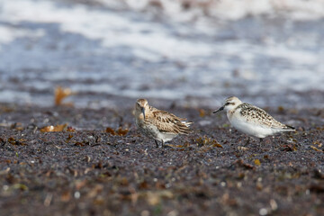 Alpenstrandläufer und Sanderling bei der Futtersuche an der Ostsee	