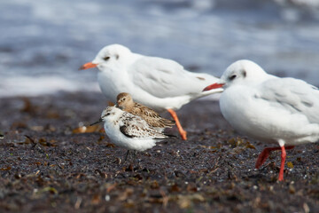 Alpenstrandläufer und Sanderling bei der Futtersuche an der Ostsee	