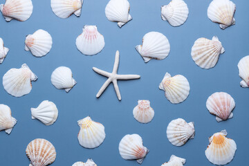 Seamless background sea shells and star. Summer background.