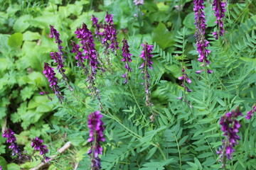 close up of lavender