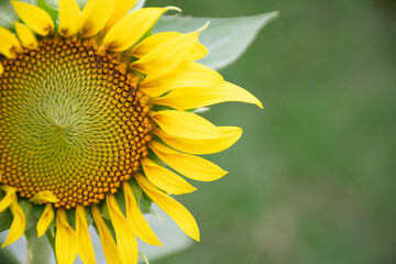Close-up of a beautiful yellow sunflower with white space on the right-hand side.