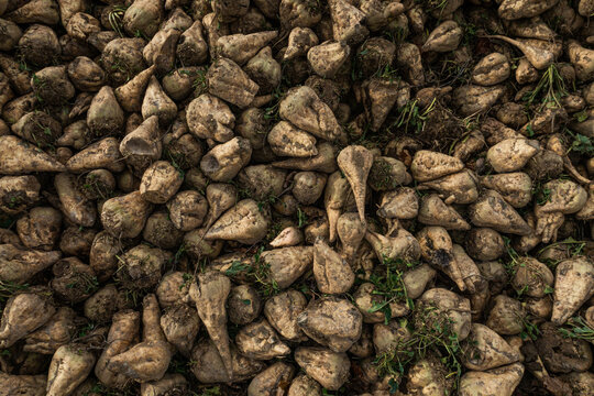 harvest