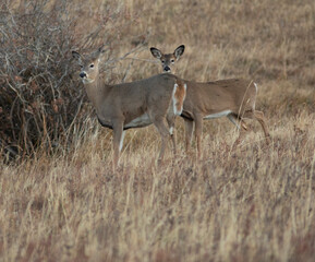 Two whitetail deer does in grass in Montana
