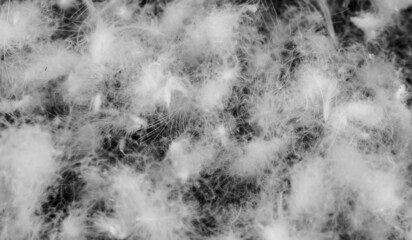 nice white duck down. texture or background