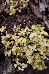 Japanese Golden Stonecrop