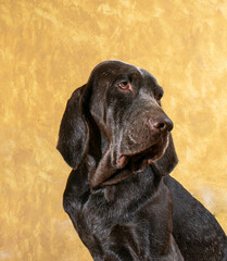 retrato perdiguero de burgos macho , con fondo amarillo .