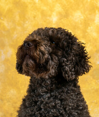 retrato de perro de agua español , con fondo de color amarillo .