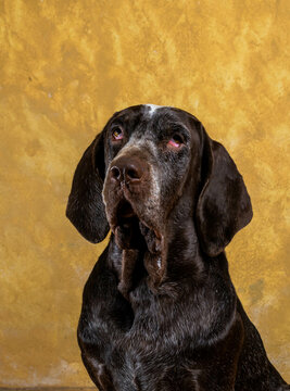 retrato perdiguero de burgos macho , con fondo amarillo .