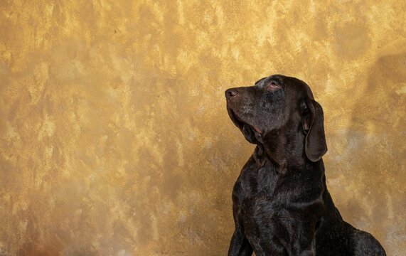retrato perdiguero de burgos macho , con fondo amarillo .