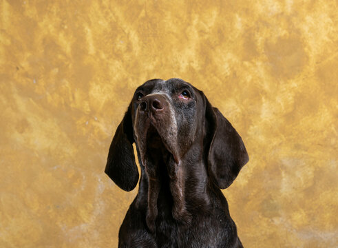 retrato perdiguero de burgos macho , con fondo amarillo .