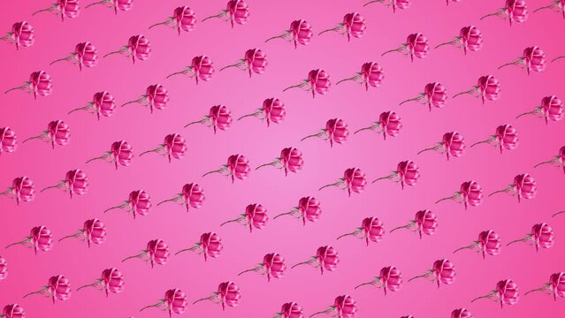 A nice colorful  3 in 1 animation: a different sides and size animations for 10 sec pattern made of fresh pink rose flowers with stem and leaves, on trending color animated background. 