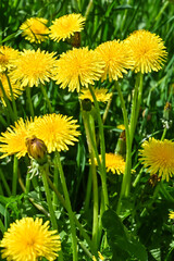 Blooming dandelions.