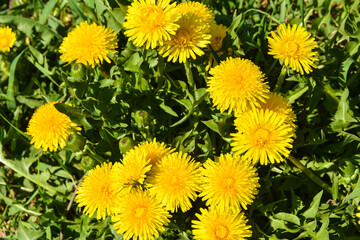Blooming dandelions.