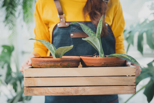  Home gardening, love of plants and care. Small business.