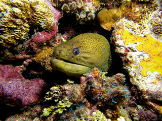 Giant moray (gymnothorax javanicus) on the coral reef of Tahiti. Photograph taken during a night dive.