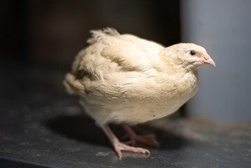 white quail of the Texas breed in the grass  