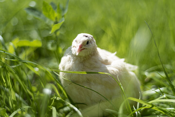white quail of the Texas breed in the grass 
