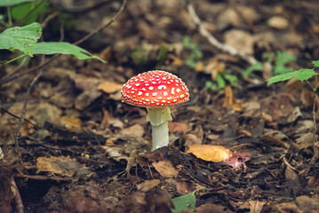 inedible mushroom fly agaric red with white spots growing in the forest 
