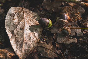 acorns lying on the ground in a forest with foliage 