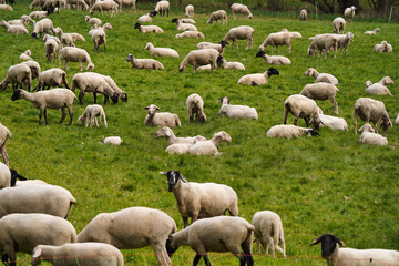 Fototapeta premium flock of sheep