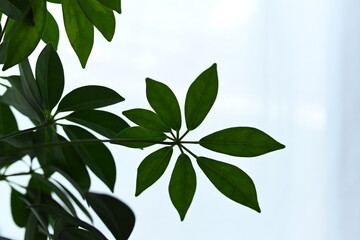 pianta verde f