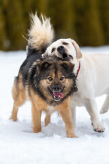 Winter games of labrador and mongrel dogs.