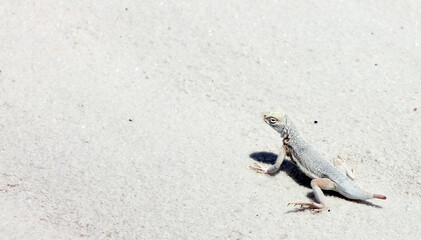 Lizard in White Sands, New Mexico