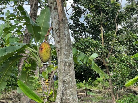 ジャックフルーツ Images Browse 42 Stock Photos Vectors And Video Adobe Stock