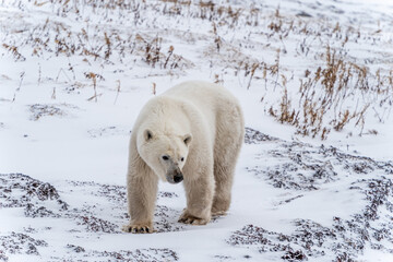 Obraz na płótnie Canvas Male polar bear ( Ursus maritimus) waiting on the shore of Hudson Bay, near Churchill Manitoba, for the bay to freeze over. 