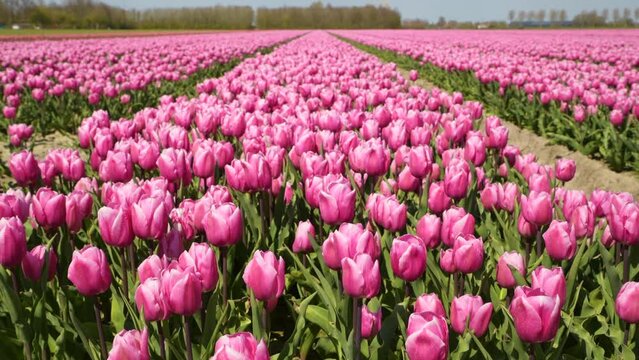 Rows of pink flowering tulips in a flower field in Holland.