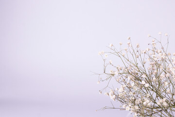 Gypsophila. White dry flower on lite grey background. Close up image with copy space.
