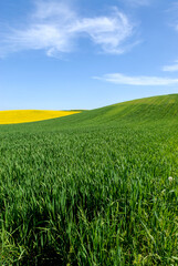 Obraz premium Green farmland, Landscape with arable fields, Poland