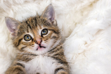 Obraz premium Little lovely kitten wrapped in a warm white carpet . Close-up portrait