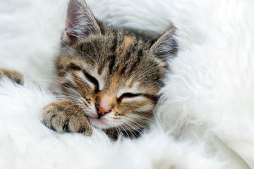 Obraz na płótnie Canvas Little kitten wrapped in warm plaid. Animal close up portrait.