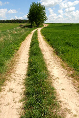 Unpaved road between fields, Poland