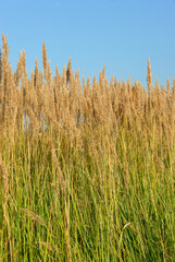 High grass in the meadow, Poland