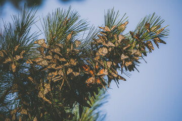 Butterfly colony located in Pacific Grove, CA.