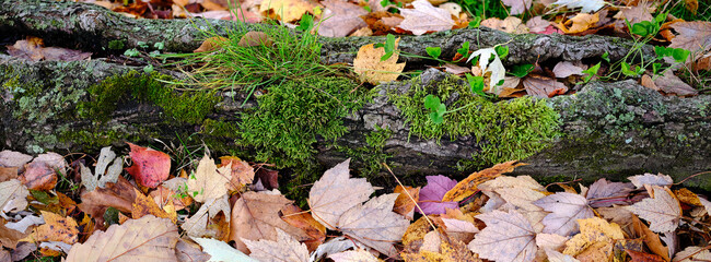 Moss growing on a fallen log surrounded by colorful autumn leaves