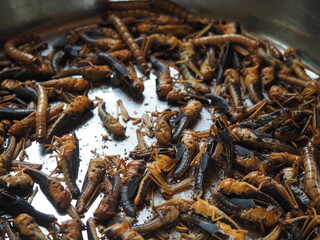 Photo of brown moths that were feeding for birds at the zoo