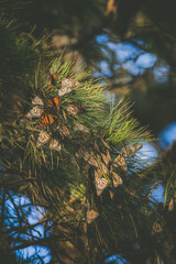 Butterfly colony located in Pacific Grove, CA.
