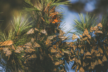 Butterfly colony located in Pacific Grove, CA.