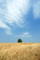 Lonely tree between the fields, Poland