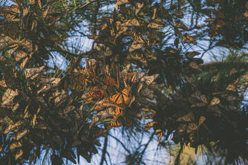 Butterfly colony located in Pacific Grove, CA.