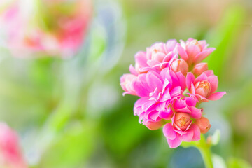 Kalanchoe blossfeldiana in bloom with pink flowers