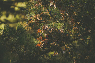Butterfly colony located in Pacific Grove, CA.