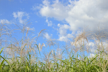 Obraz premium Refreshing reed on a nice fall day