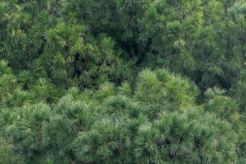 CLose up of the  bright green young coniferous branches, soft focus