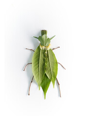 Insect isolated on white background. Green bug made from natural materials: different green leaves and wooden thin sticks. High quality vertical photo