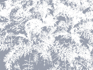 Silver Ragwort leaves vector texture background. Winter distressed greenery pattern overlay.